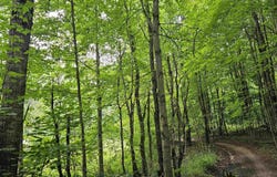 V/L Canyon Road, Leroy, MI 49665
