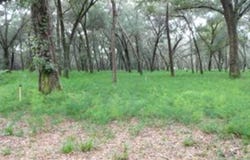 610 BURNSED ROAD, PIERSON, FL 32180