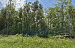 40 Acres Black Bear, Gulliver, MI 49840