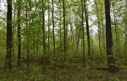Miller Road, North East, NY 16428