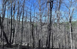Hot Springs Village, AR 71909