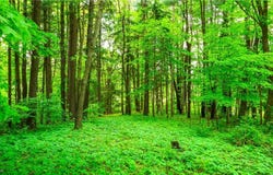 V/L BROSIUS ROAD, GARRETTSVILLE, OH 44231