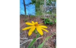 0 AL HWY 278, Guin, AL 35563