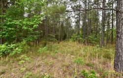 Nevada 161, Willisville, AR 71864