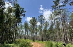140+/- Ac Hwy 100, Franklin, GA 30217