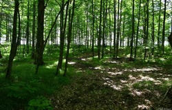 Lot #25 Fordville, Hardwood, MI 49834