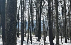 305 Maple Lawn, Cairo, NY 12413