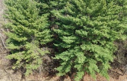 Salisbury Drive lot: 108, Gladwin, MI 48624