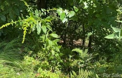 Jane Lane, Hendersonville, NC 28792