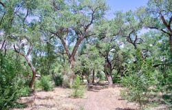 Bosque Oculto Lot B1-C, Corrales, NM 87048