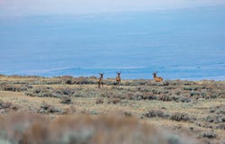 TBD, Shell, WY 82441