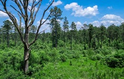 Mathews Road, Donaldson, AR 71941