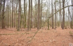Hwy 19, Murfreesboro, AR 71958