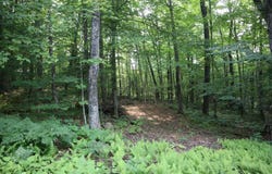 0 Fayle Road, Hoffmeister, NY 13353