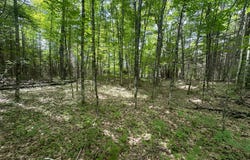 3.3ac BLACK FOREST RD, Presque Isle, WI 54557