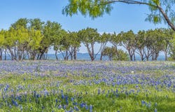 3531 RR 3347 Road, Round Mountain, TX 78663