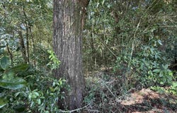 Lewis Lane, Quincy, FL 32351