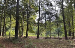 0 Providence Cir, Awendaw, SC 29429