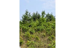 00 N 9 Road, Mesick, MI 49668