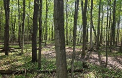 Pochuck Road, Bliss, NY 14024