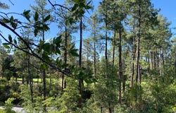 2112 E GRAPEVINE Drive, Payson, AZ 85541