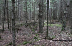 Lot 4 CTH J, Mercer, WI 54547