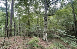 0 Antioch Road, Hazlehurst, MS 39083