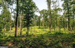 0 PINEY WOODS ROAD, TIMBERVILLE, VA 22853