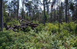 N8275 Woodland Trail, New Lisbon, WI 53950