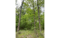 10.0 ac CR 817, Nacogdoches, TX 75964