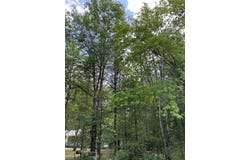 Helen Drive lot: #31, Grayling, MI 49738