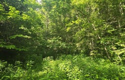 Dryfork Road, North Tazewell, VA 24630