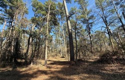 Lot 2 Private Road 8573, Winnsboro, TX 75494