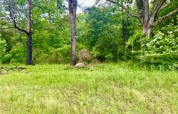 3983 Buck Mountain Road, Dover, AR 72837