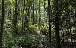 Parcel B, 000 Buckley Hall Rd, Dutton, VA 23035