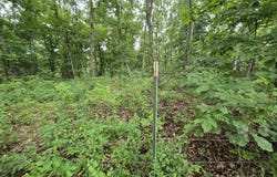 Tbd County Road 481w, Cross Timbers, MO 65634