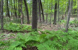 Garden Dr, Siren, WI 54872