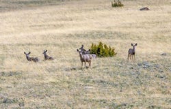 Mustang Ranches lot: 55A, Ennis, MT 59729