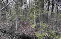 M35 Highway, Gladstone, MI 49837