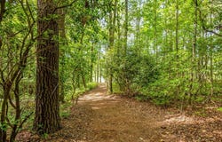 J 35 Cherokee Point, Lake Toxaway, NC 28747