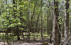 5 ACRES LAKE SHORE Drive, OAKLAND, MD 21550