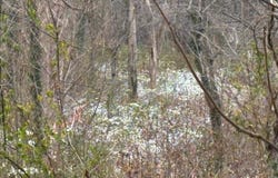 MAIN, MADISON, VA 22727