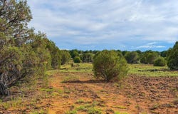 8063 Mustang Ln 10 Acres, Show Low, AZ 85901