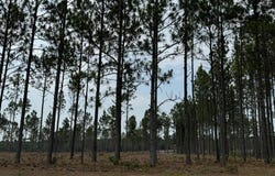 0/Lot 9 Cooks Bridge Road, Aiken, SC 29803