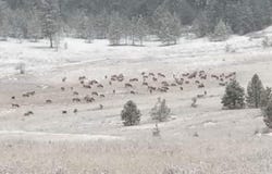 6066 TURK RD, FRUITLAND, WA 99129