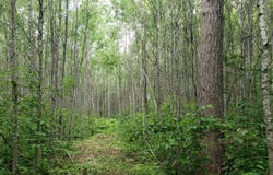 606 Burrows Lake Road, Tomahawk, WI 54487