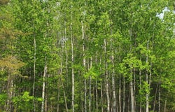 Off CTH J, WI 54568