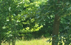 24 Mountain Knoll Lane, Warne, NC 28909