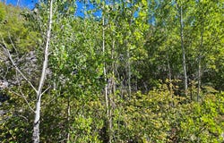 80 Upper Packer Gulch Road, Drummond, MT 59832