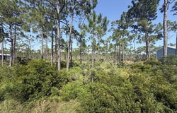 Lot 6 SR 30-A, Cape San Blas, FL 32456
